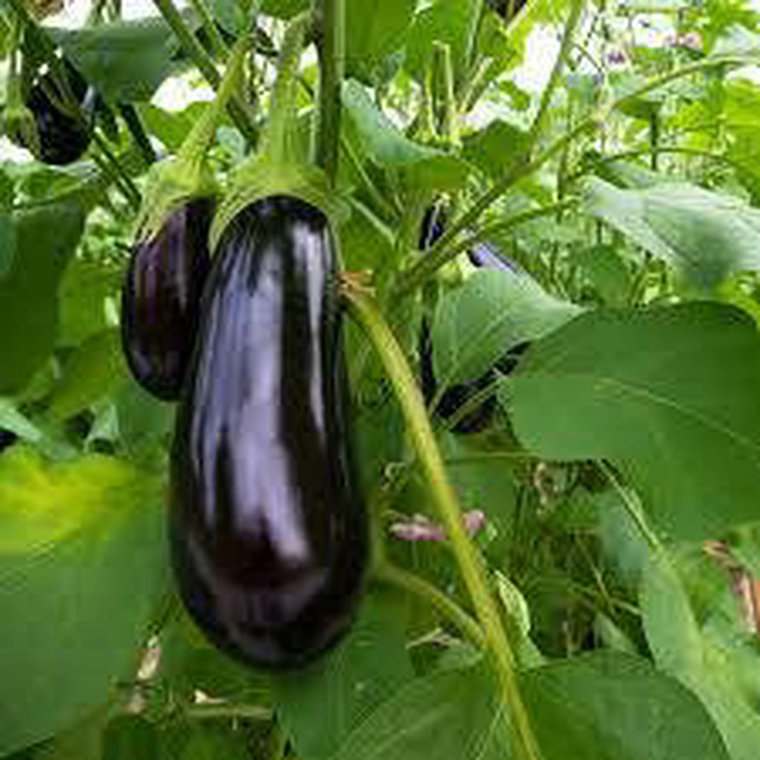 Egg Plant Plant