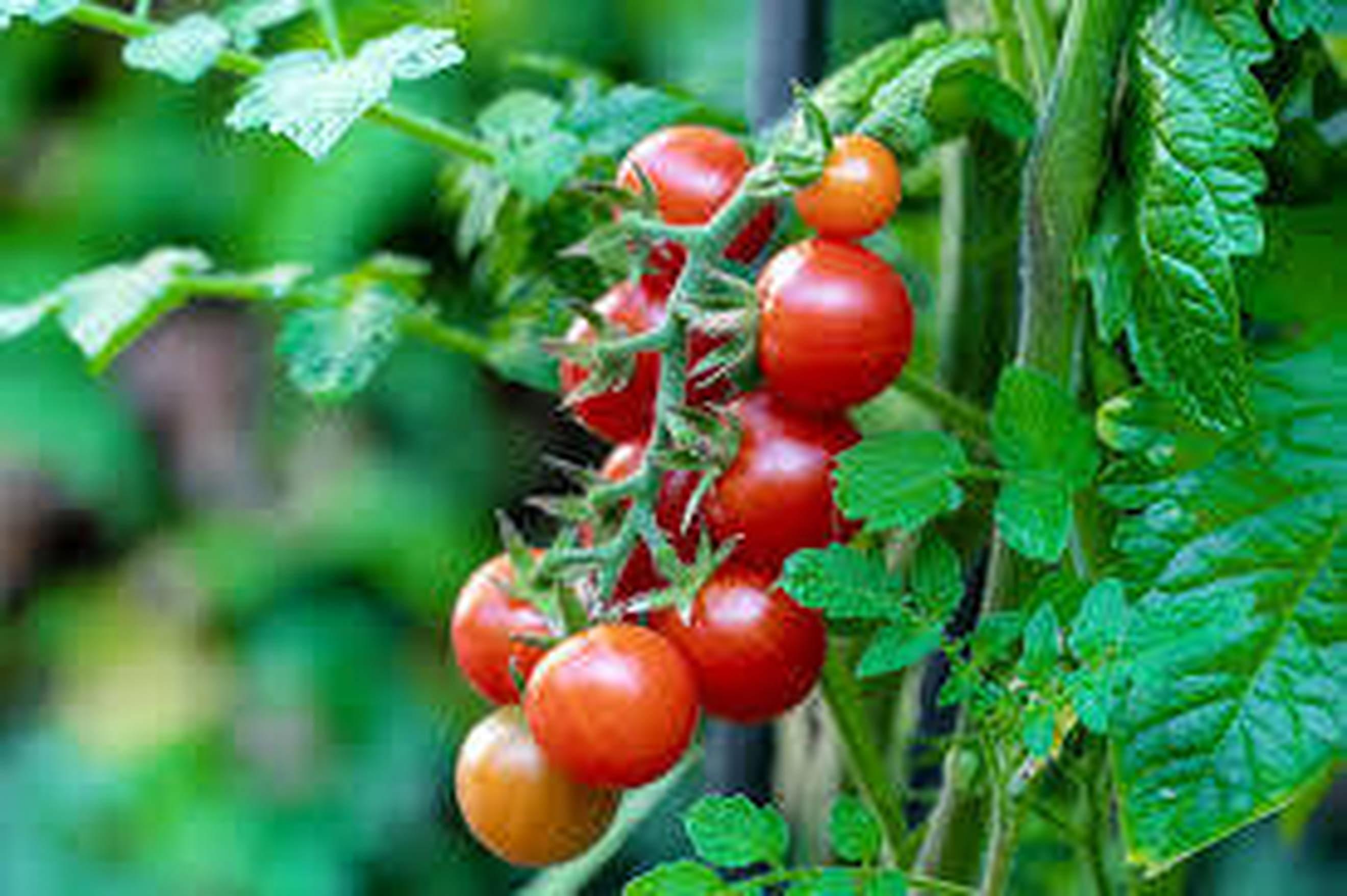Cherry Tomato Plant