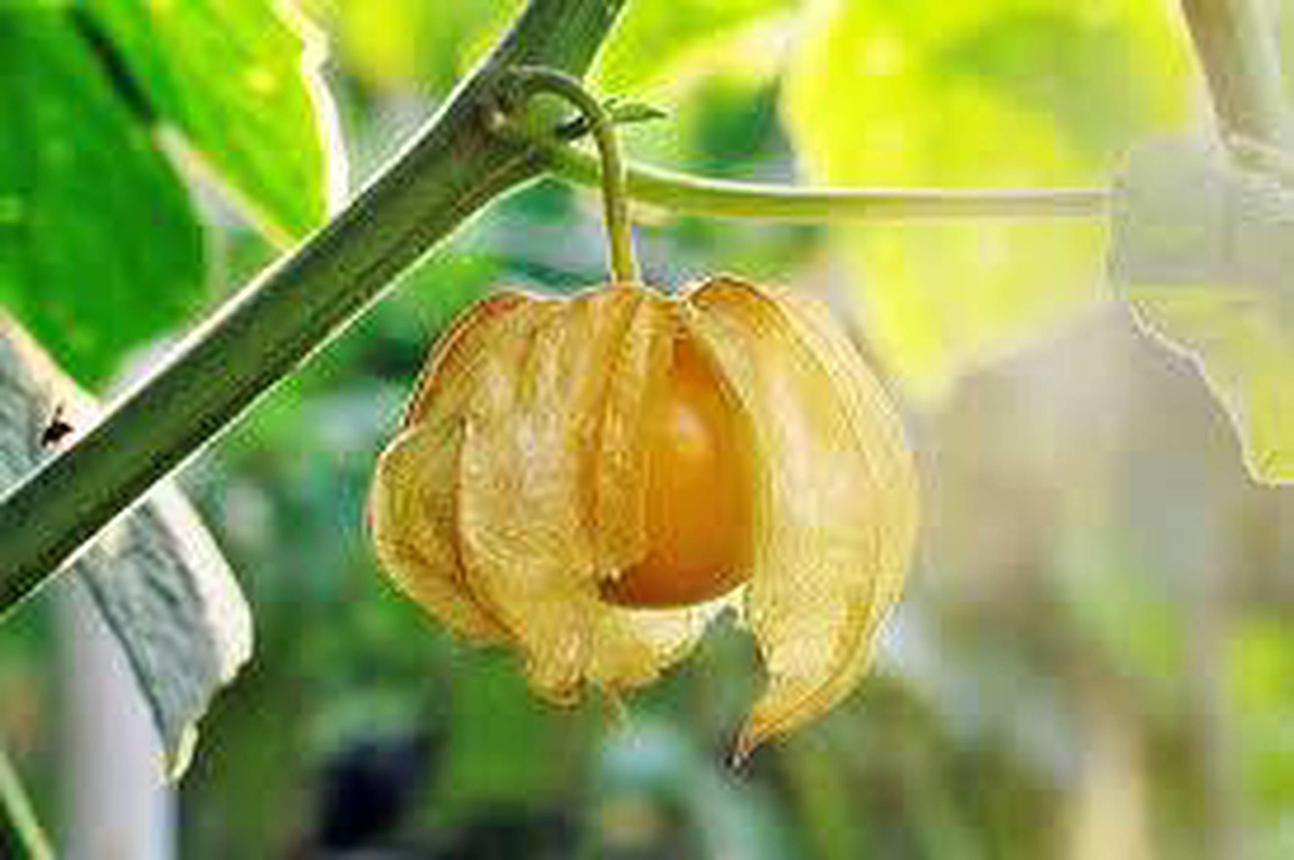 Ground Cherry Plant