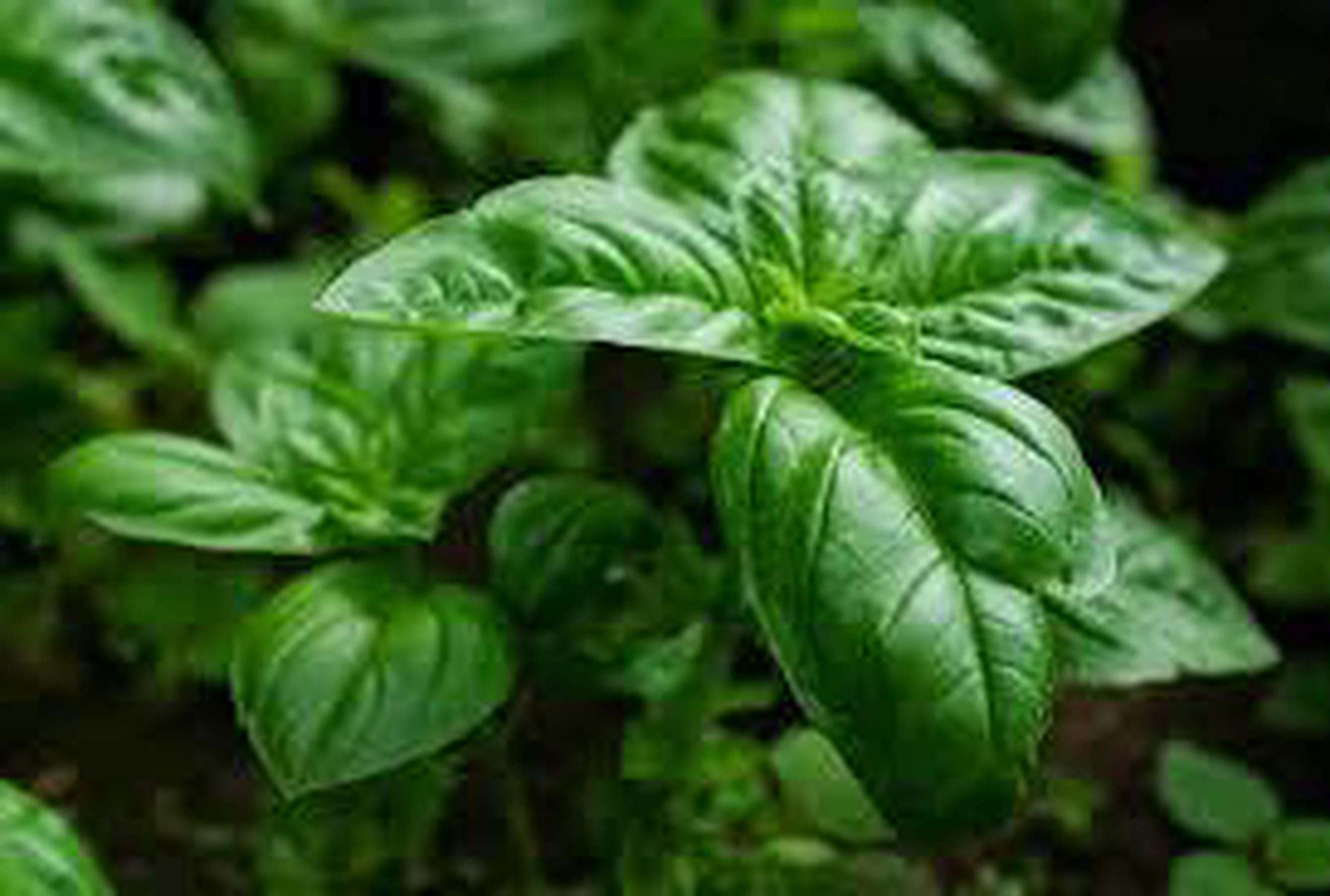Basil Plant